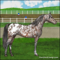 Horse Color:Bay Roan Appaloosa  and Bay Roan Appaloosa 