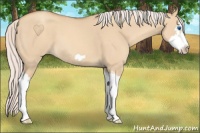 Horse Color:Silver Classic Champagne Dun Splash Frame 