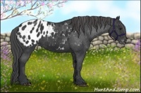 Horse Color:Black Appaloosa Rabicano 