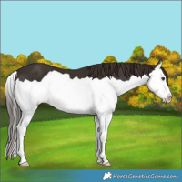 Horse Color:Liver Chestnut Splash