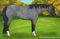 Horse Color:Blue Roan 