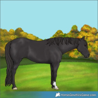 Horse Color:Smoky Black 
