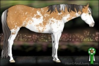 Horse Color:Buckskin Sabino Rabicano 
