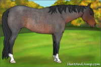 Horse Color:Brown Roan Rabicano 
