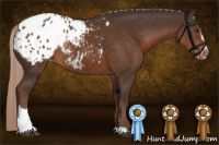 Horse Color:Liver Chestnut Sabino Appaloosa Rabicano
