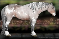 Horse Color:White Spotted Brown Roan Appaloosa Rabicano 