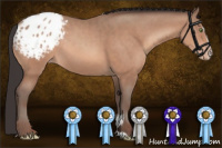 Horse Color:Sable Champagne Sabino Appaloosa Rabicano 
