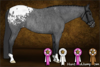 Horse Color:Blue Roan Appaloosa Rabicano
