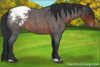 Horse Color:Brown Roan Appaloosa