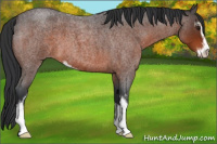 Horse Color:Brown Roan Sabino 
