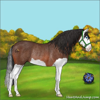 Horse Color:Bay Splash Rabicano