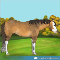 Horse Color:Buckskin Splash 