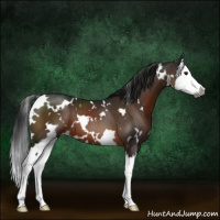 Horse Color:Gray White Spotted Brown Sabino Splash 