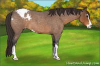 Horse Color:Buckskin Roan Sabino Appaloosa 