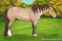 Horse Color:Sable Cream Champagne Roan Sabino Appaloosa