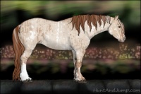 Horse Color:White Spotted Red Dun Rabicano  and Red Dun Roan Rabicano 