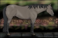 Horse Color:Grullo 
