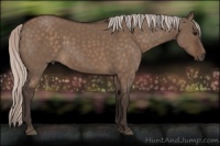 Horse Color:Silver Brown Dun 
