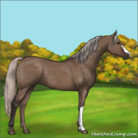 Horse Color:Silver Brown Dun 