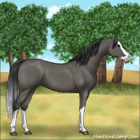Horse Color:Grullo Splash 