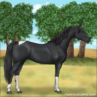 Horse Color:Black Tobiano Rabicano 