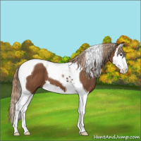 Horse Color:Chestnut Splash Tobiano