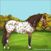 Horse Color:Buckskin Dun Appaloosa
