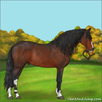 Horse Color:Brown Sabino Rabicano 