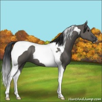 Horse Color:Grullo Tobiano 