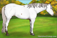 Horse Color:Silver Brown Roan Fewspot 