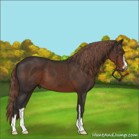 Horse Color:Liver Chestnut Sabino