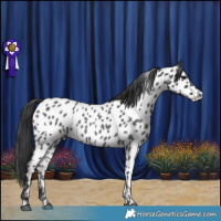 Horse Color:Blue Roan Appaloosa Rabicano 