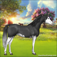 Horse Color:Blue Roan Splash 