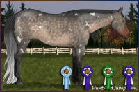 Horse Color:White Spotted Brown Dun Sabino 