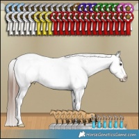 Horse Color:Liver Red Dun Appaloosa Brindle