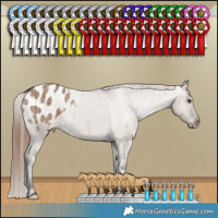 Horse Color:Liver Red Dun Appaloosa Brindle 