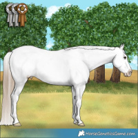 Horse Color:Liver Red Dun Appaloosa Brindle 