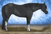 Horse Color:Black  and Black 