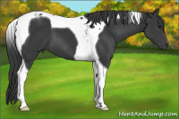 Horse Color:Black Tobiano 