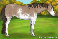 Horse Color:White Spotted Classic Champagne