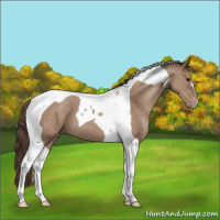 Horse Color:Classic Champagne Tobiano Appaloosa 