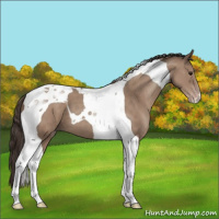 Horse Color:Classic Champagne Tobiano 