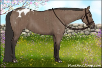 Horse Color:Liver Red Dun Appaloosa Brindle 