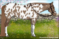Horse Color:Liver Red Dun Appaloosa Brindle