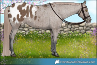 Horse Color:Liver Red Dun Appaloosa Brindle 