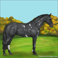 Horse Color:White Spotted Blue Roan Appaloosa 