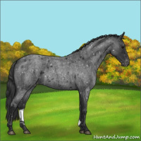 Horse Color:Blue Roan Snowflake Varnish