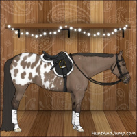 Horse Color:Liver Red Dun Appaloosa Brindle 