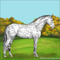 Horse Color:Blue Roan Appaloosa