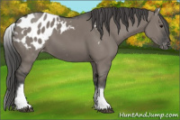 Horse Color:White Spotted Grullo Blanket Rabicano 